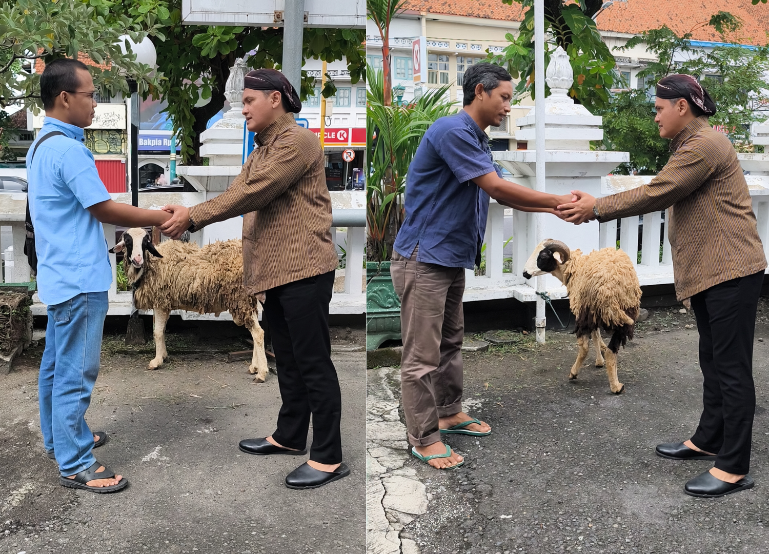 BKD DIY Bersedekah Kambing